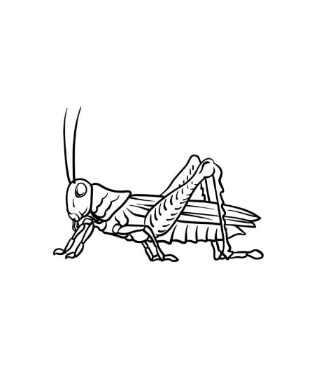 Draw A Grasshopper