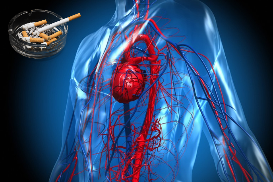 How smoking affects the circulatory system from health hazards